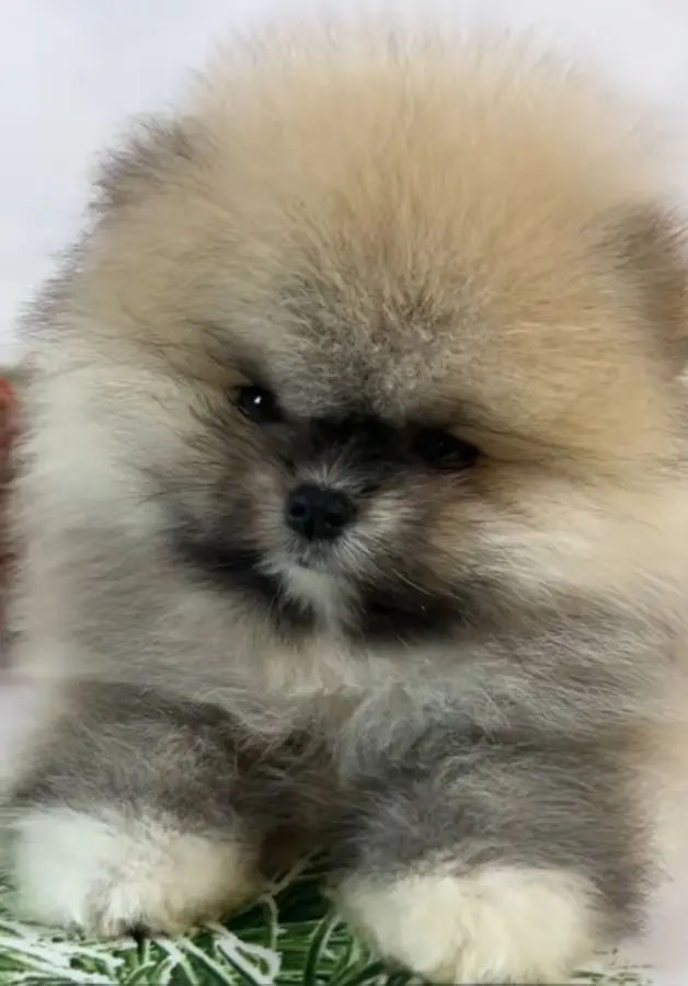 Pomeranian  померанский  шпиц foto 0