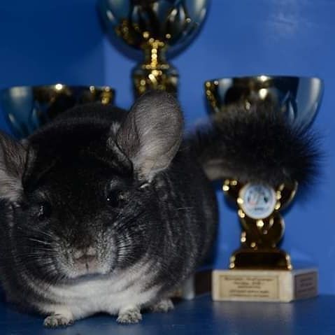 Vindem sinsile,chinchile ca animal de companie. foto 6