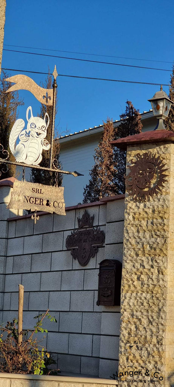 Important!!! Colectare de pielicele de chinchilla,șinșila,chinchila,шиншила,sinsila. foto 6