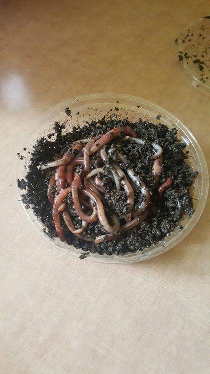 Рыболовный червь Дендробена