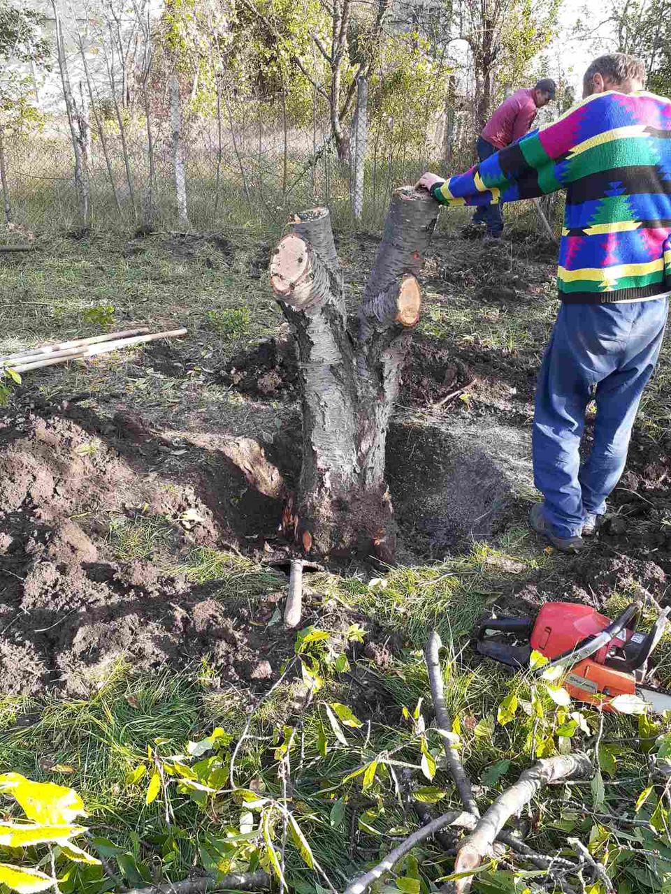 Scoatem radacini,tulpini. Выкарчевка деревьев и пеньков уборка территории foto 3