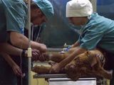 Ветеринарная помощь,вызов ветеринарного врача на дом, лучший вет для вашего питомца. фото 2