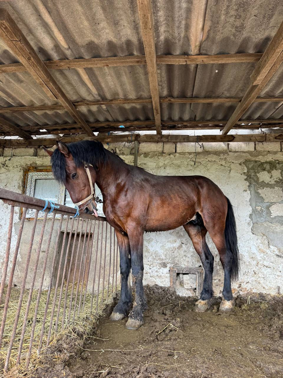 Armasar Orlovskii,, Nume Junior,, Tatal Cezar. inaltimea la greban 1,76 cm!!,  Doar Monta!!! фото 1
