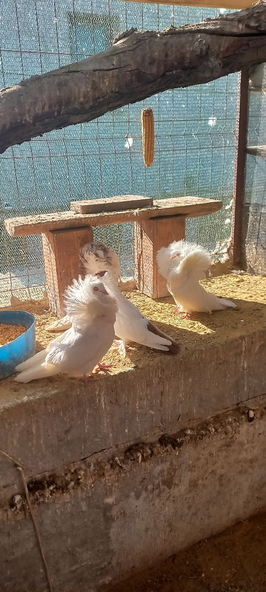 Porumbei foto 4