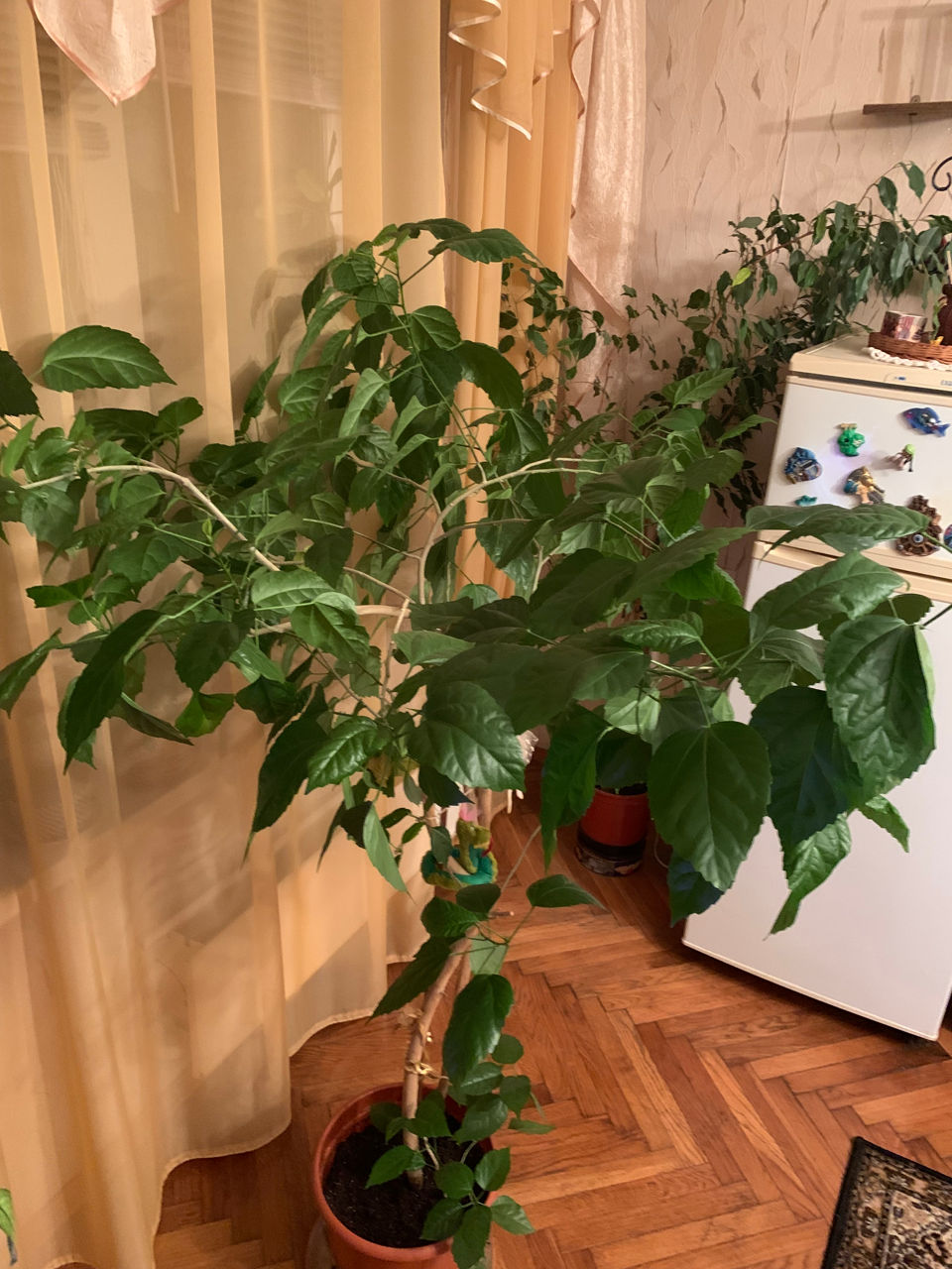 Китайская роза 1,80 и дифенбахия 1,00 м foto 3