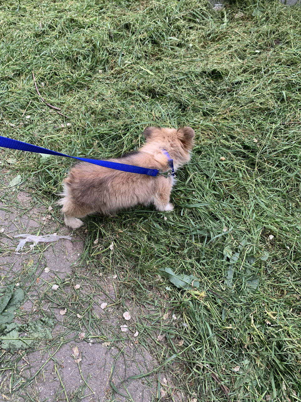 Продам щенка корги