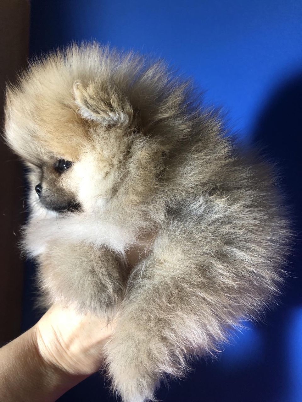 Mini spitz pomeranian foto 3