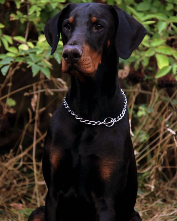 Доберман / Doberman