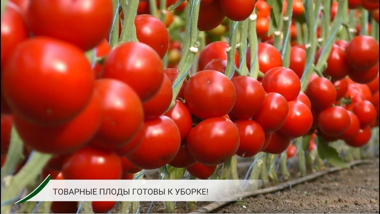 Томат Махитос Фото
