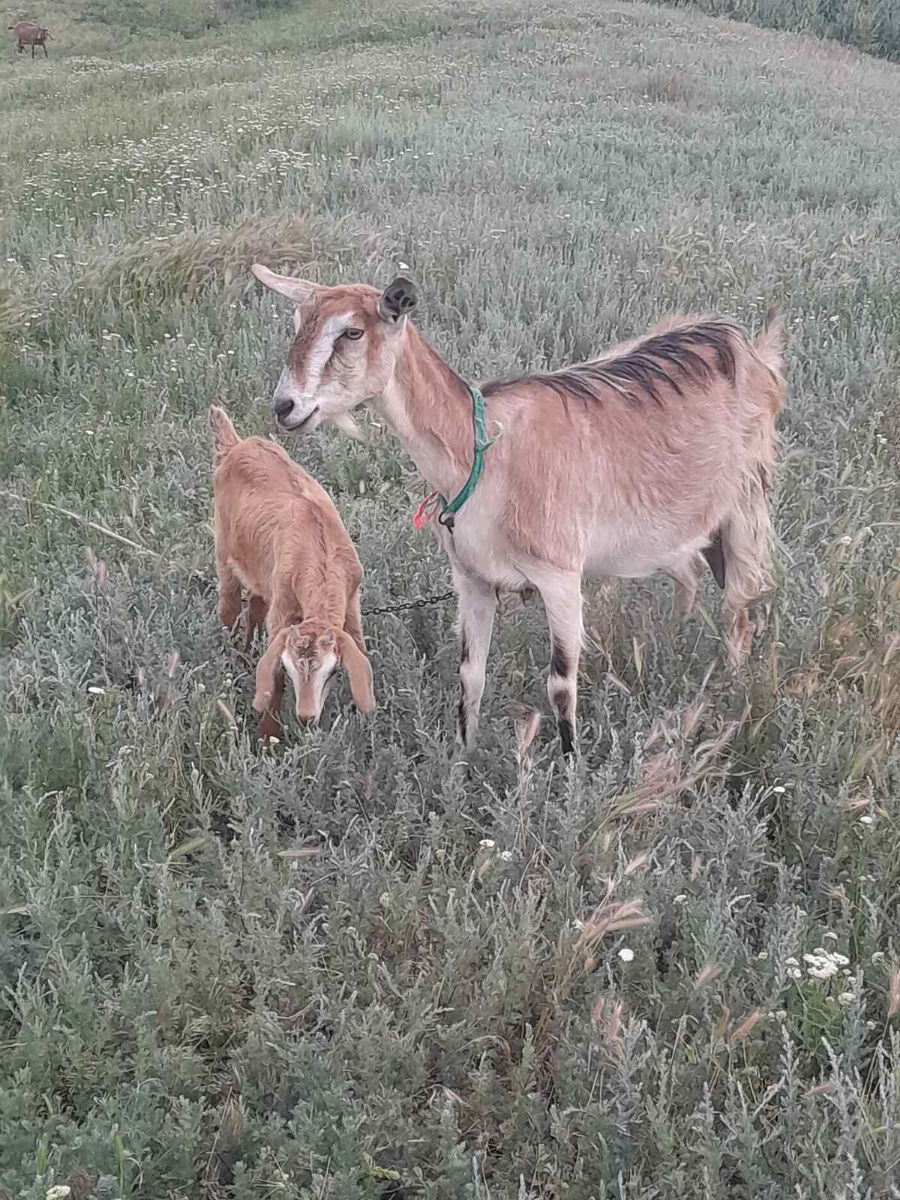 Capră și iediță de vânzare  фото 0