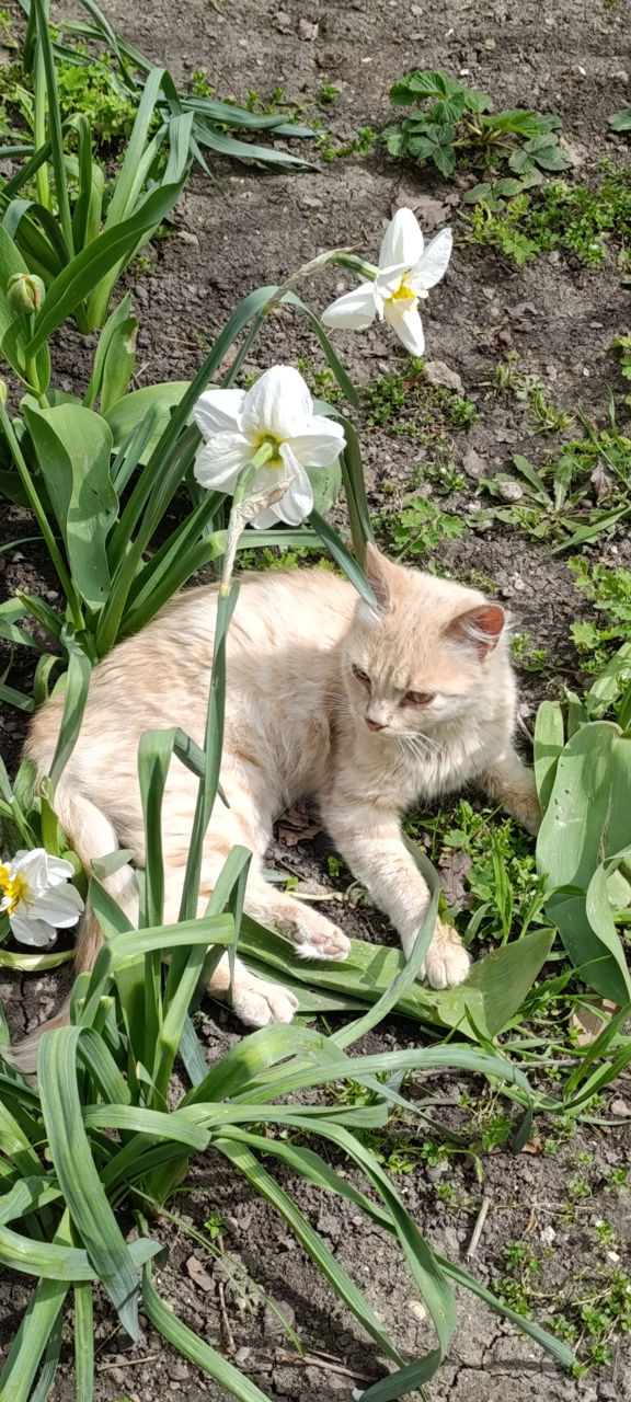 Котенок мальчик персиковый и рыжий само очарование фото 2