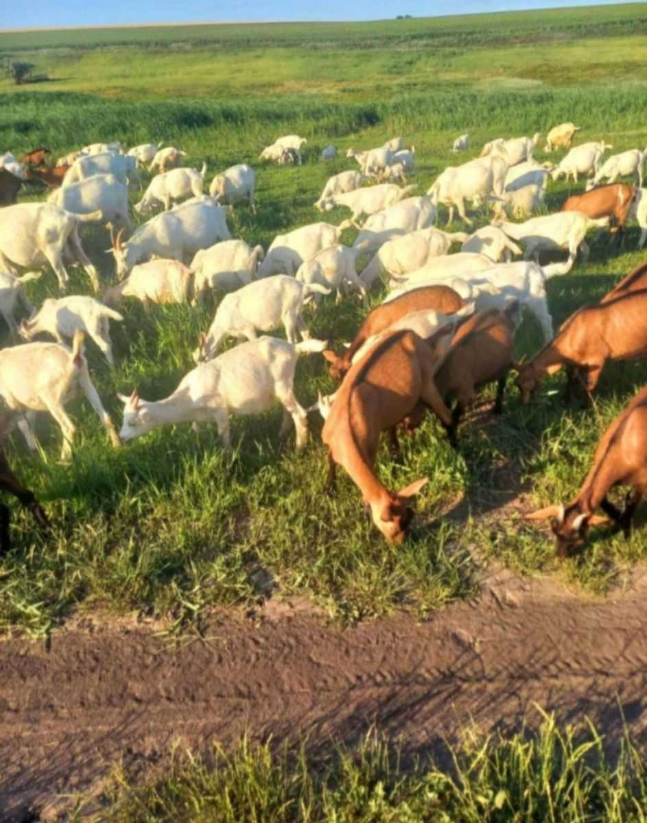 De vânzare: Capre și iedițe Saanen – rasă pură, lapte din belșug фото 1