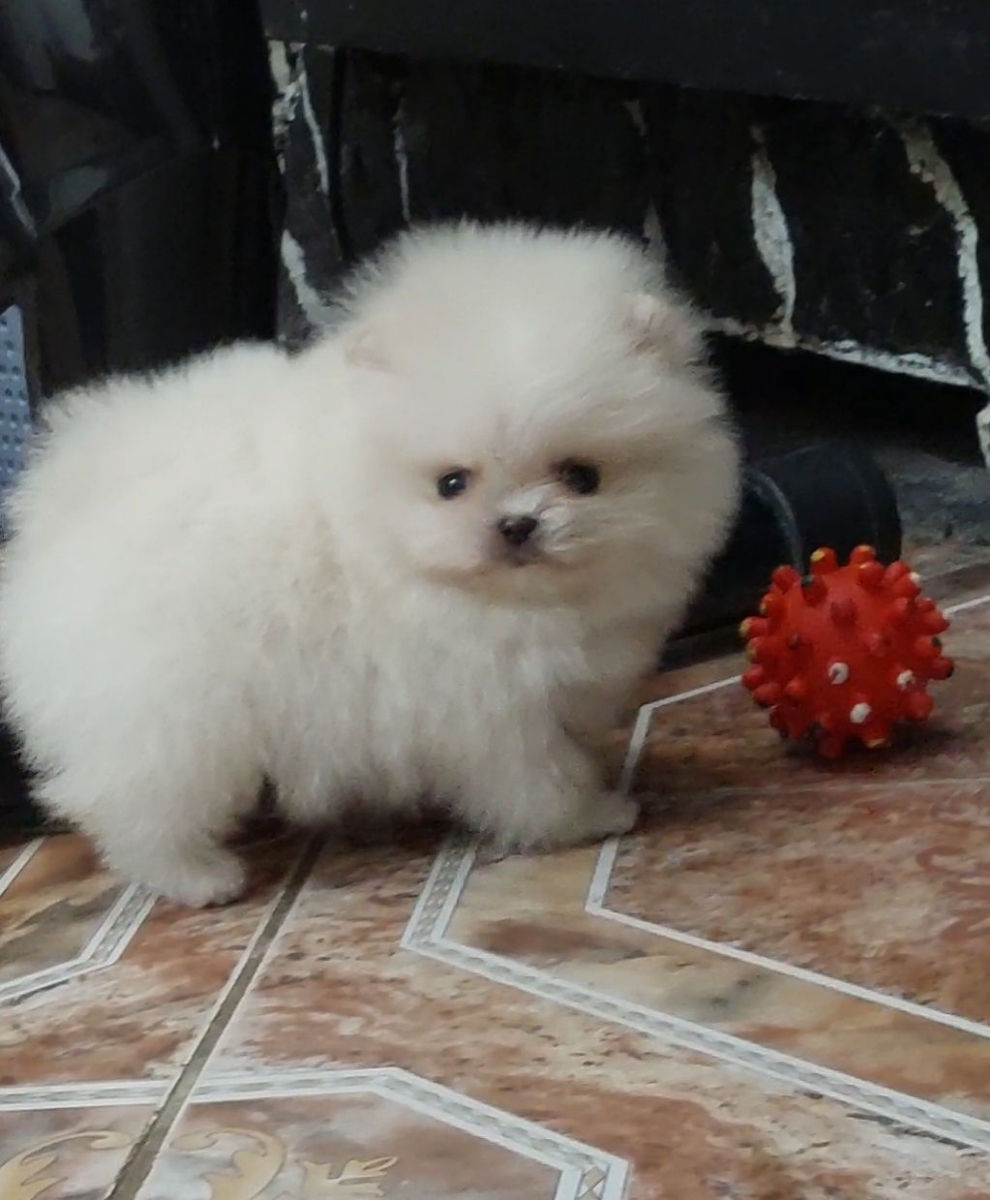 Mini micro spitz Pomeranian foto 0