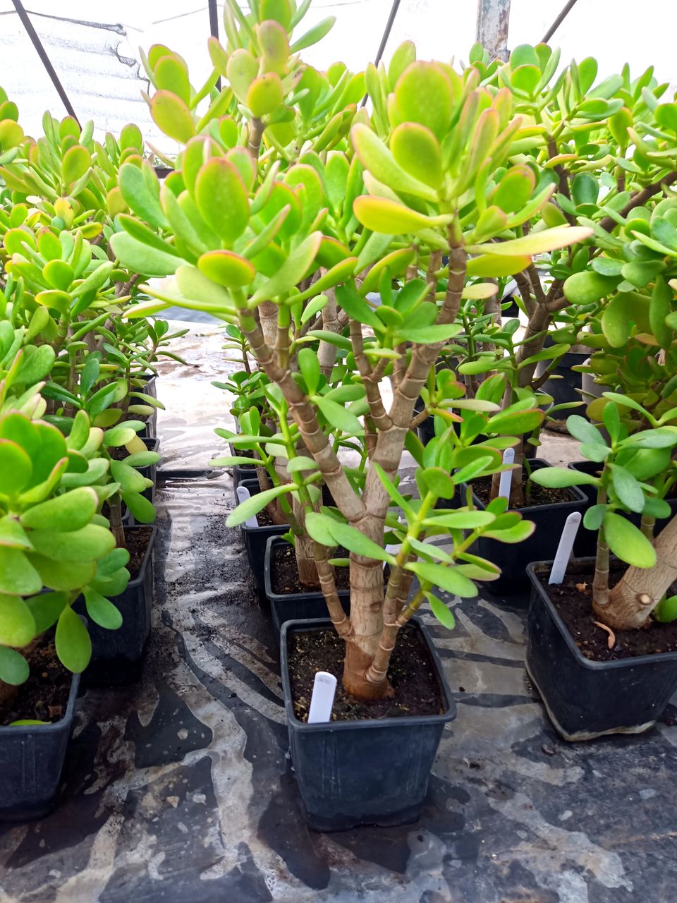 Crassula ovata (Денежное дерево) foto 9