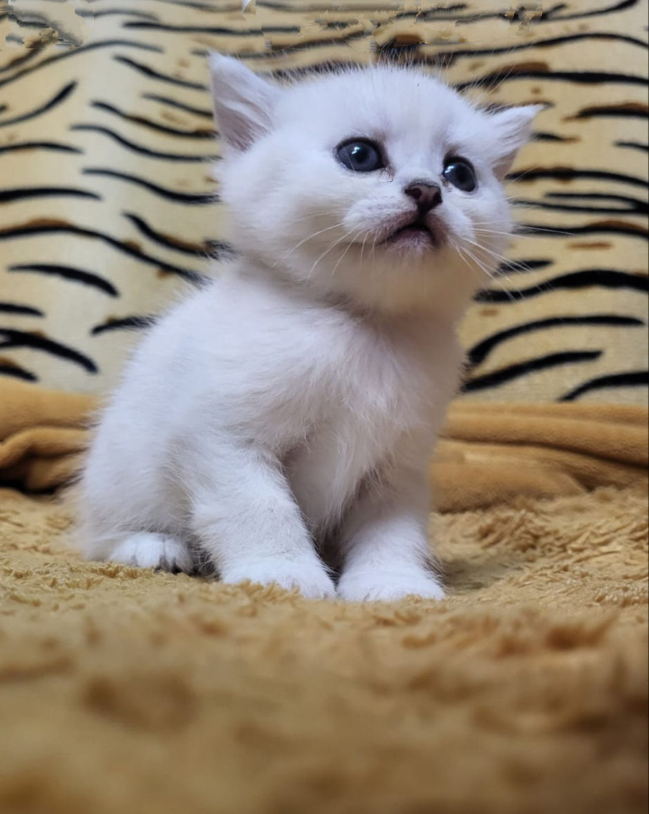 Серебристая шиншилла.