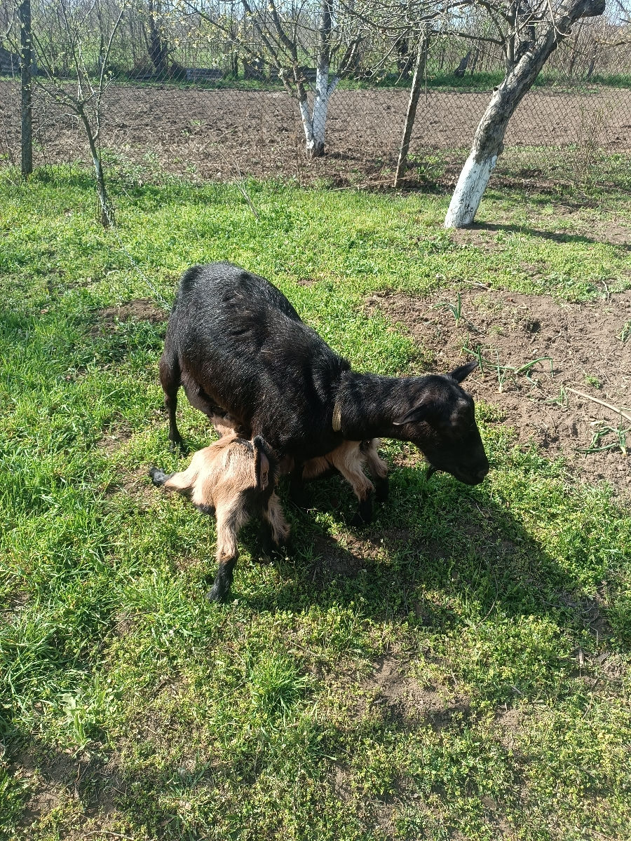 Capra buna de vânzare,da 3 litri de lapte la mulsiare foto 2