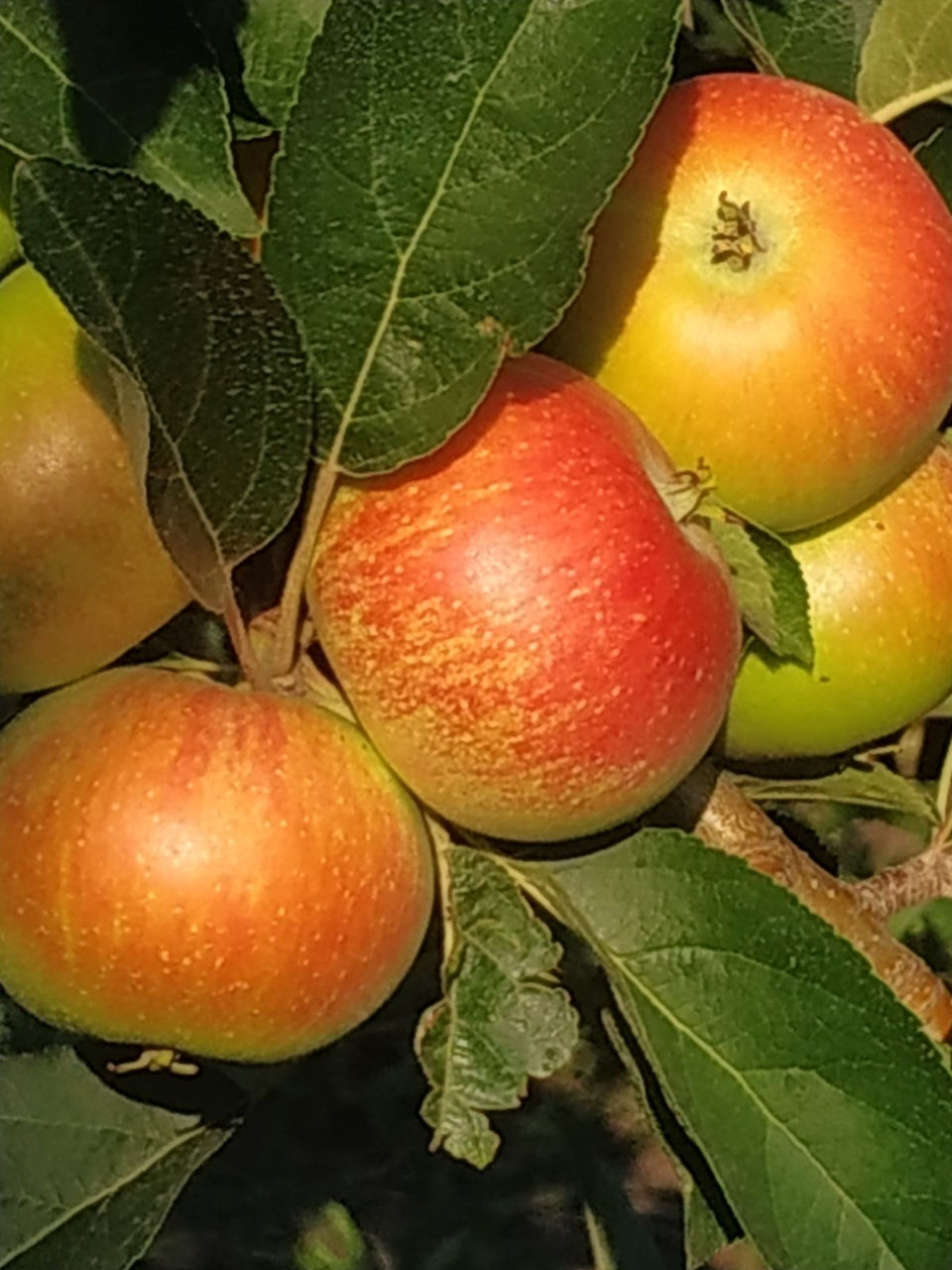 Сорт яблок дискавери фото и описание