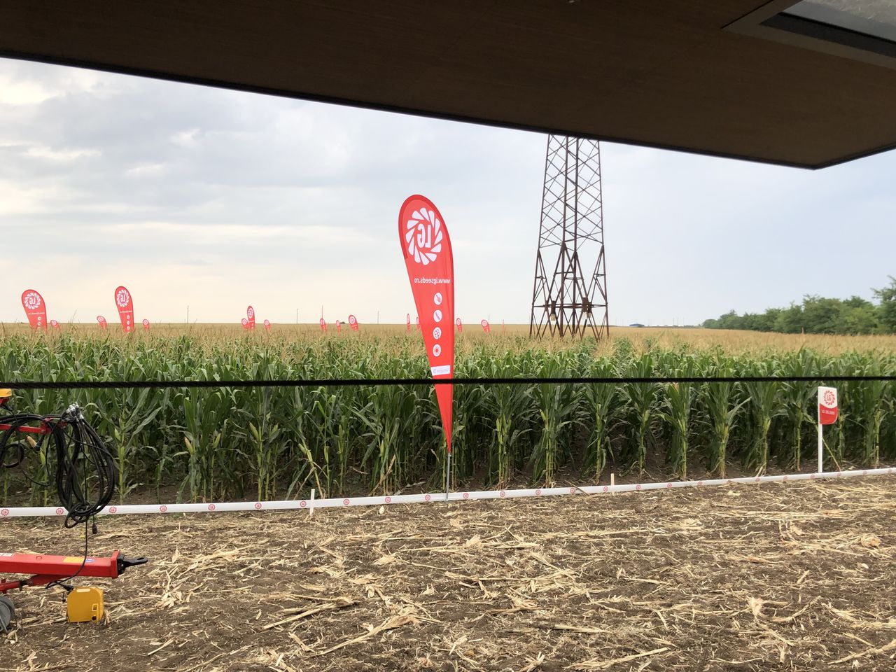 Seminte de porumb si floarea soarelui Limagrain- LG,Pioneer foto 4