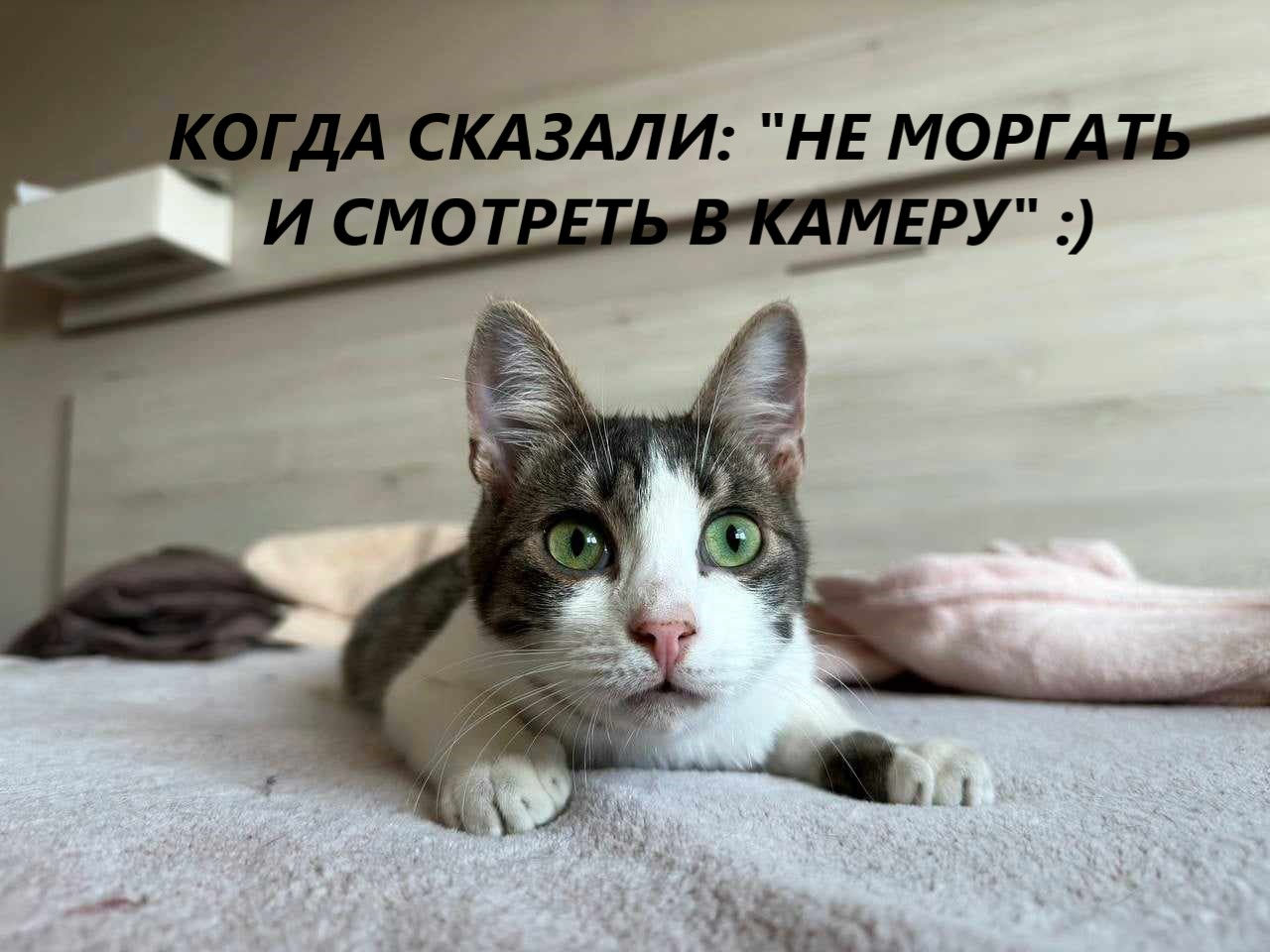 Милейший котик Костик ищет Дом!