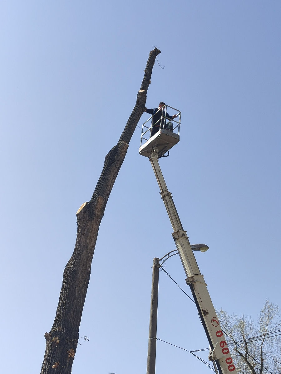 Doborîm arbori foarte mari și greu accesibili , lucrăm cu macaraua și autoturnul. foto 3