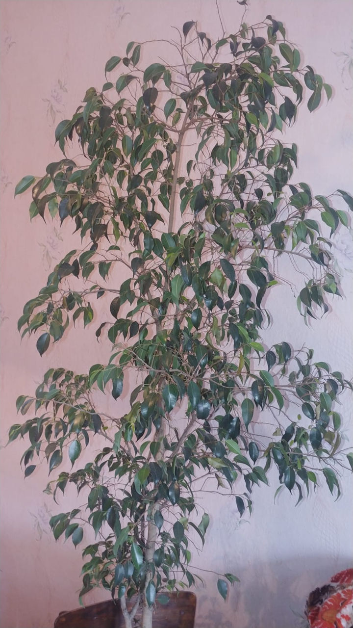 Vând ficus foto 0