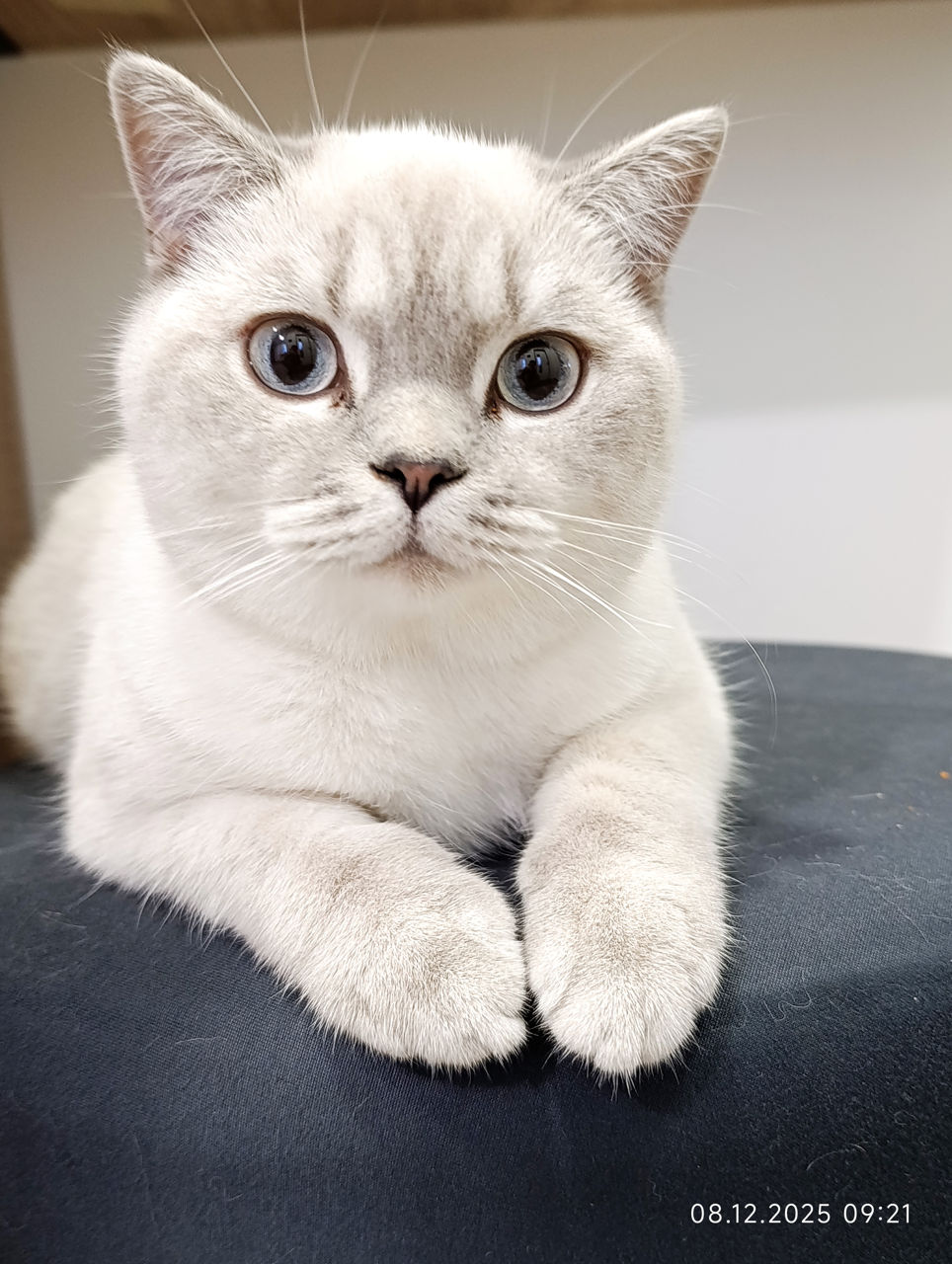 Motanas 5 luni foto 0