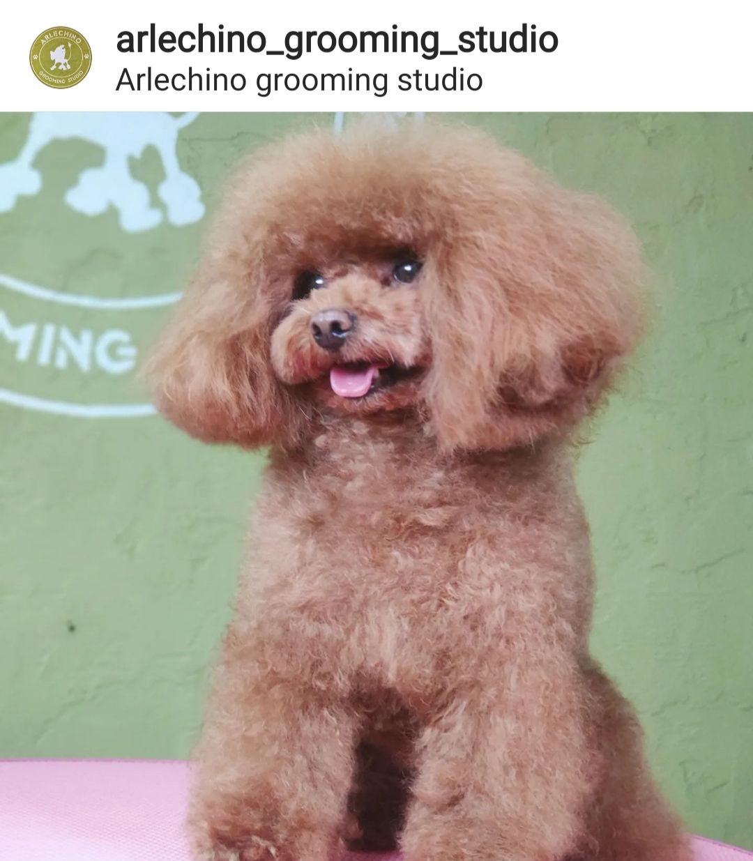 "Arlechino Grooming Studio". Буюканы. Стрижка собак и кошек. foto 7