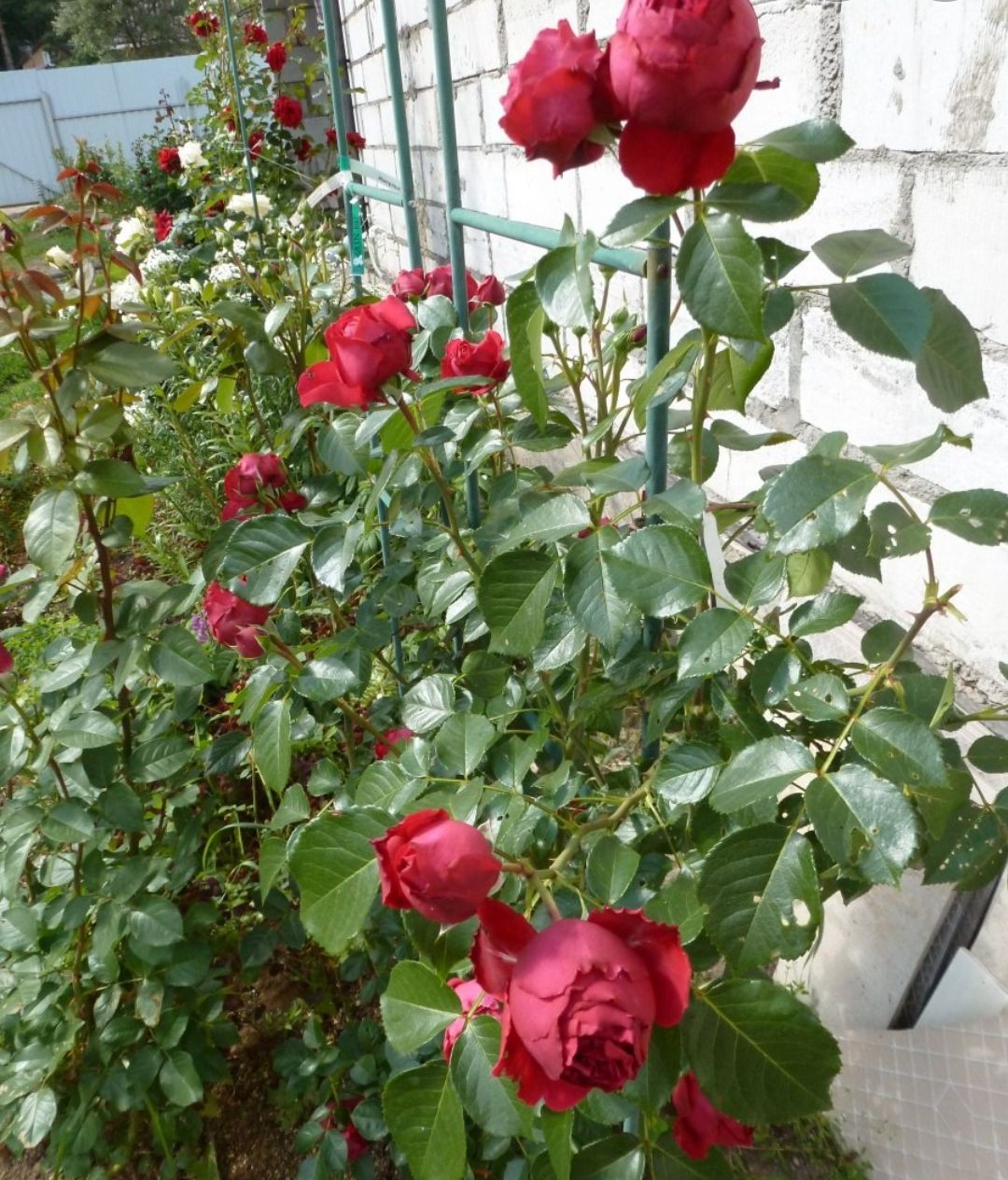 Плетистые розы Эрик Таберли