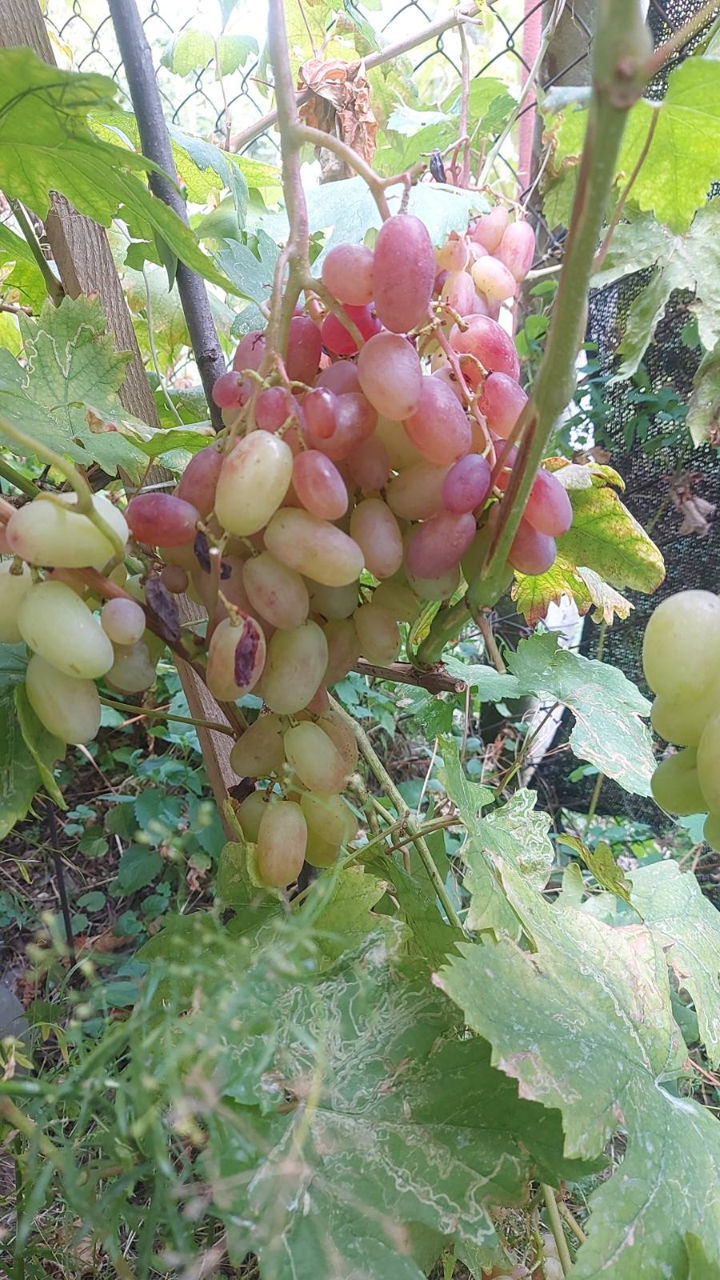 Саженцы-Черенки,Butasi,ochi pentru altoire,soiuri ghibride,Avatar,Ararat,Bananas,Landysh,Valiok,Vele фото 9