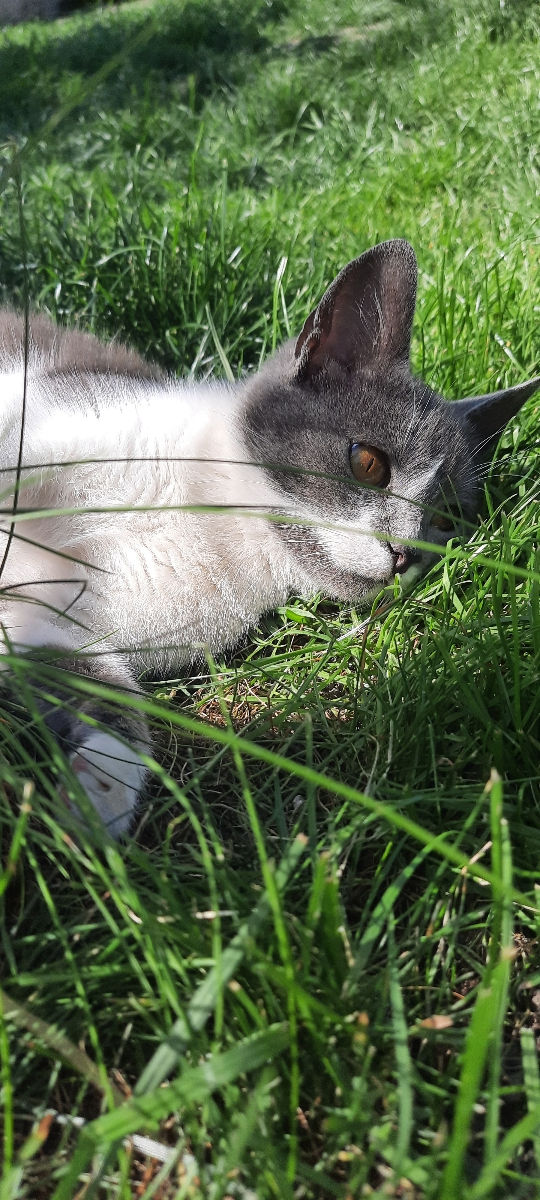 Pisicuța spre adoptie/ Кошечка к присиройству foto 7