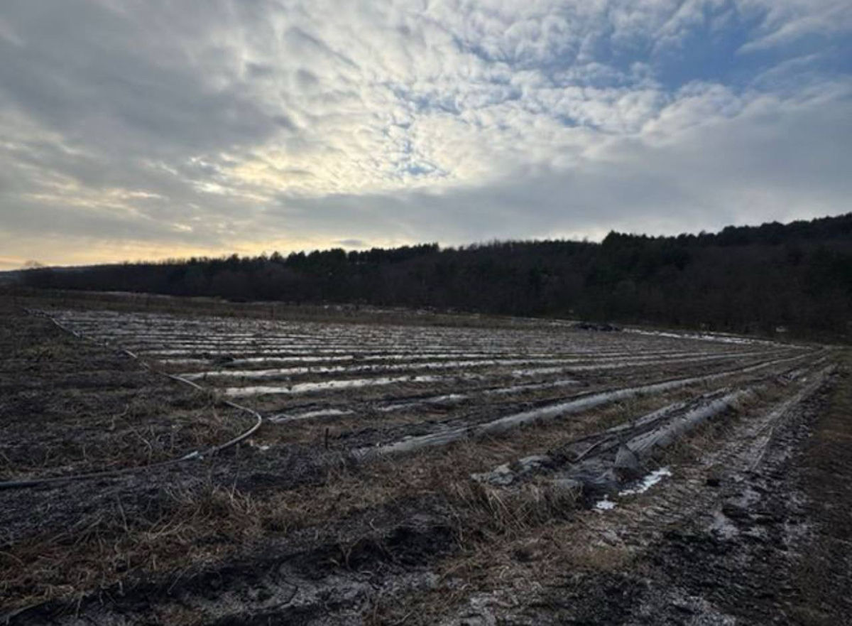 Satul Humulesti ! Teren 3,7 ha ( Gradina ), lingă pădure ! foto 0