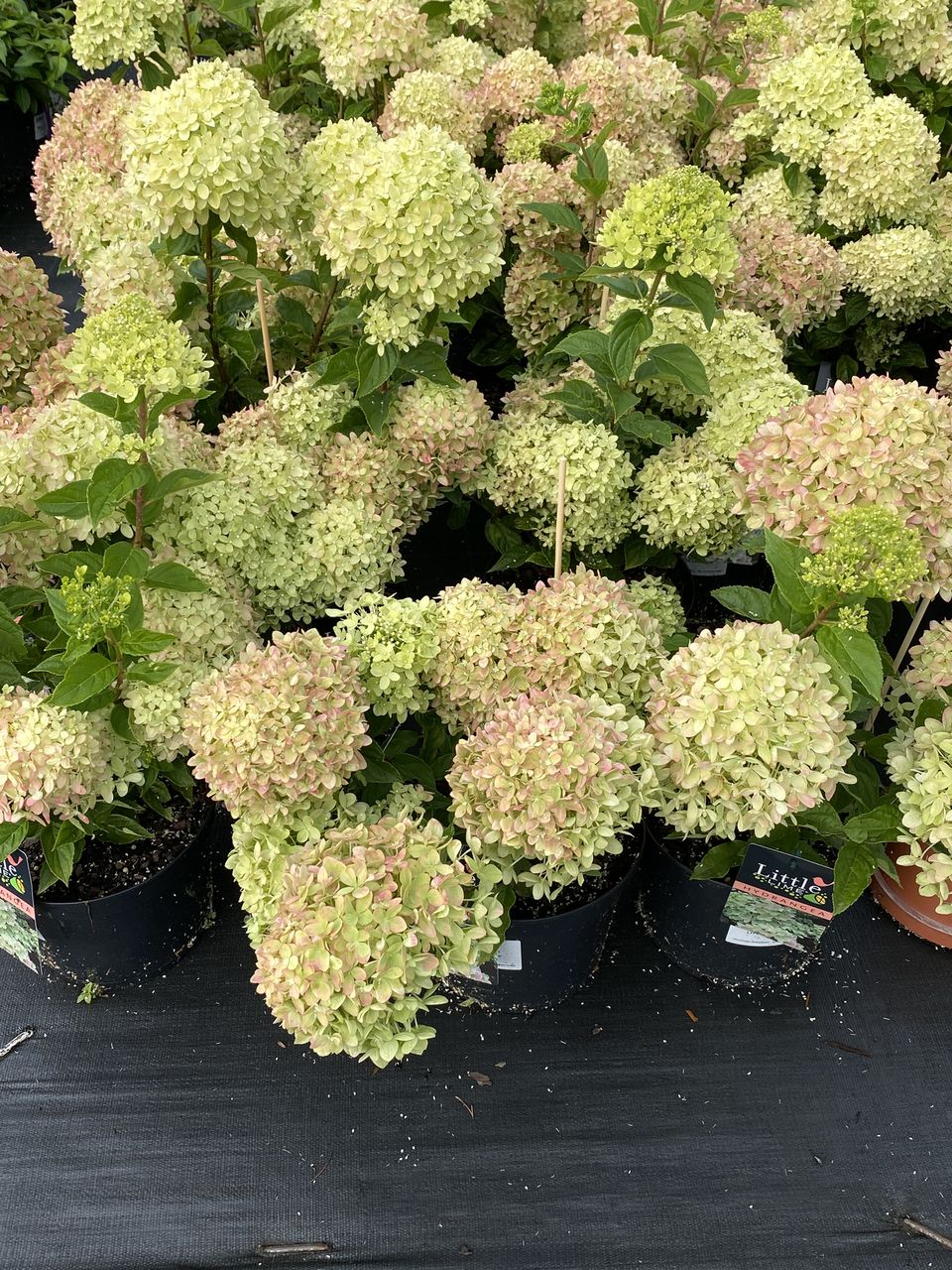 Hortensia / hydrangea foto 1