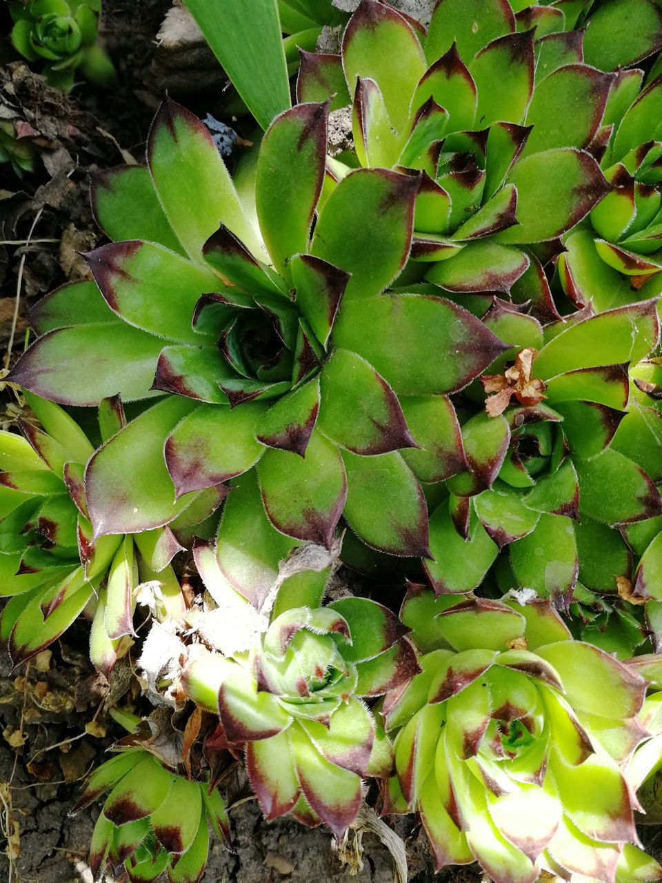 suculente de gradina si alte flori foto 2