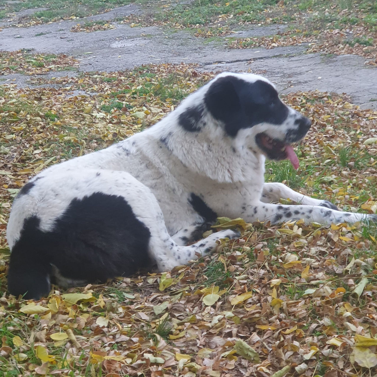 Щенки среднеазиатской овчарки САО (алабай) foto 0