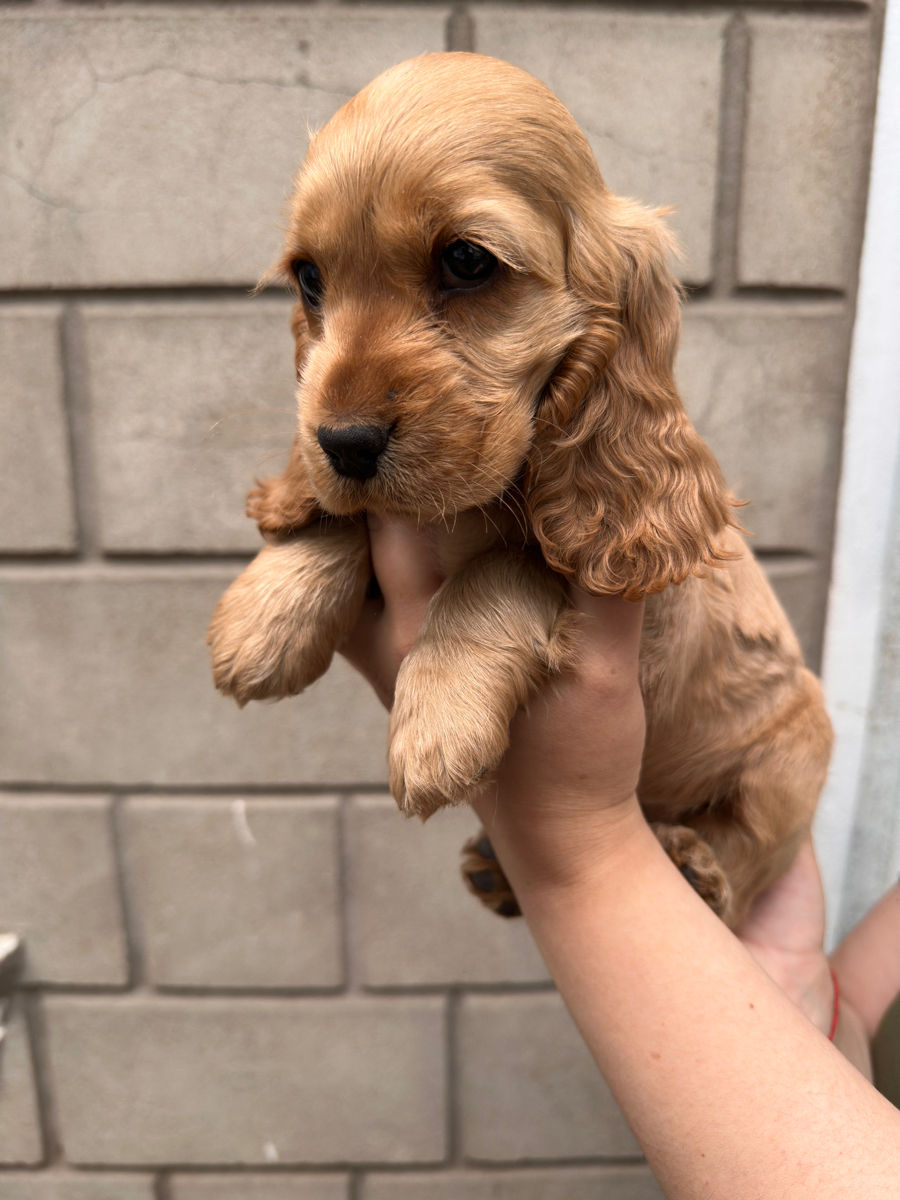 Cocker Spaniel Englez Rasa curata  foto 1