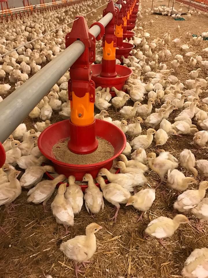 Utilaje si tehnologii zootehnice din Italia foto 0