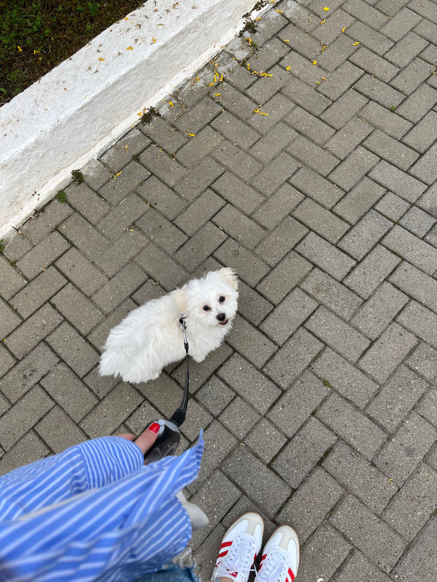 Împerechere Bichon Maltez, băiat foto 2