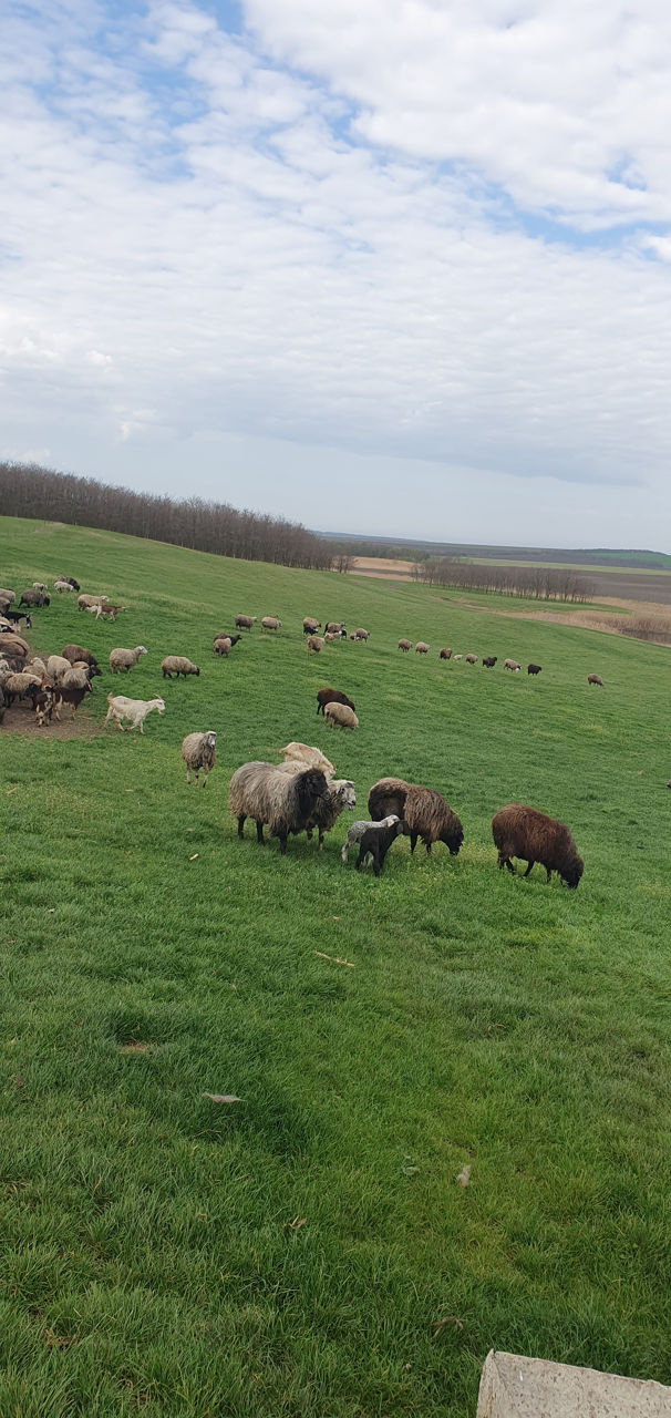 Ovine  фото 5