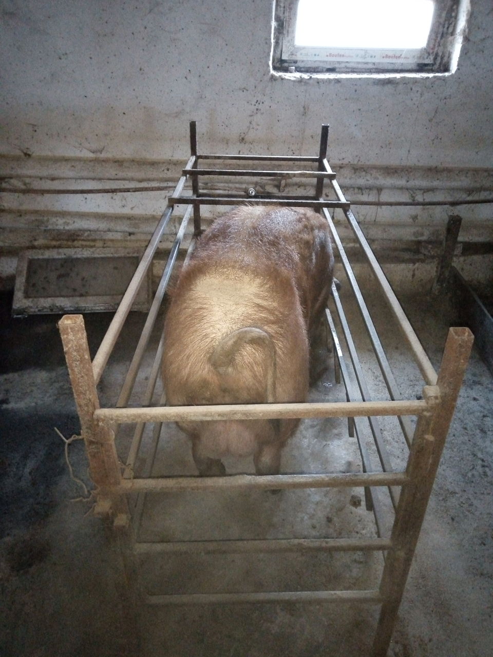 Продам хряка