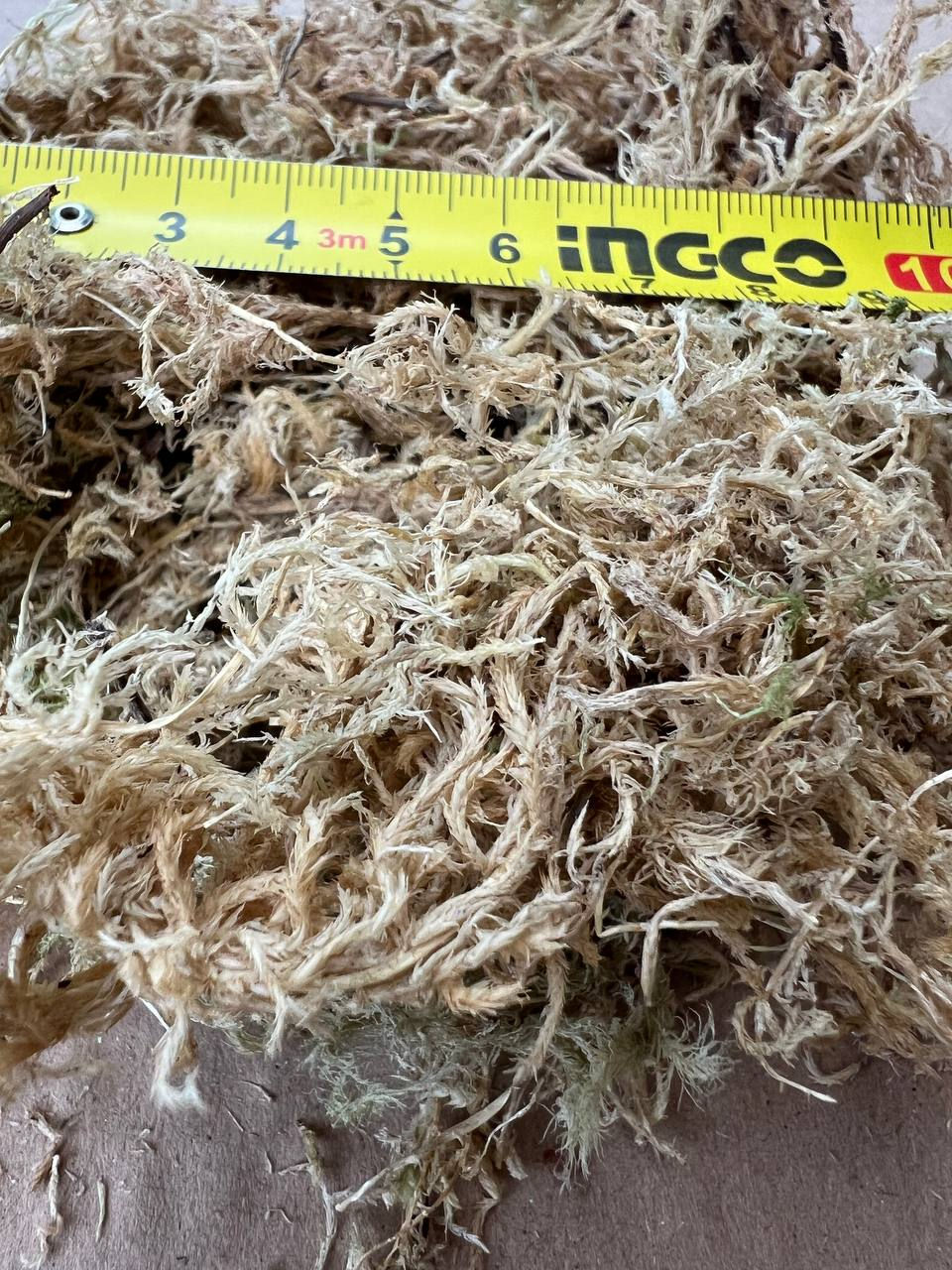 Sphagnum moss, mușchi de turbă pentru plante,muschi sphagnum natural livrare in Moldova foto 0