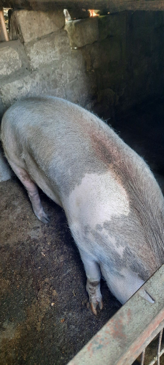 Porc 130kg 46 lei kg foto 1