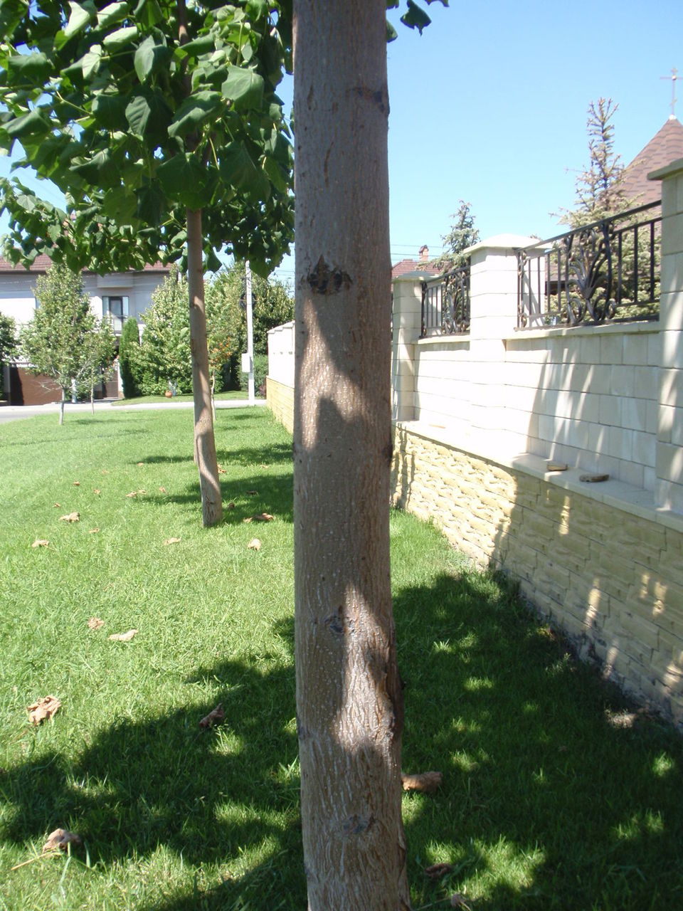 Paulownia-seminte,rasad,drajoni,butasi.. foto 1