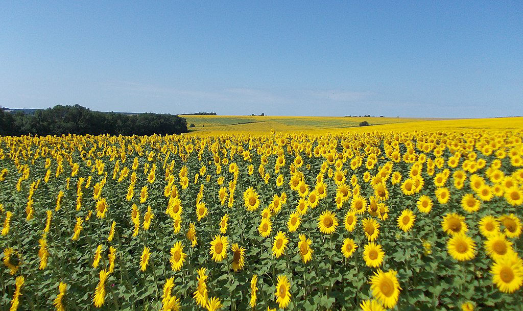 Ждем деток граждан Украины /Частный детский сад foto 0