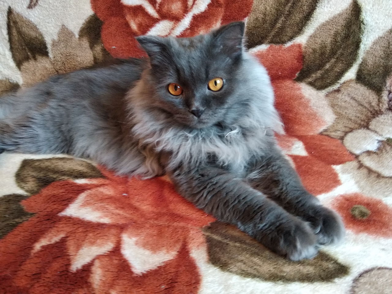 Молодой котик ждет свою любовь.