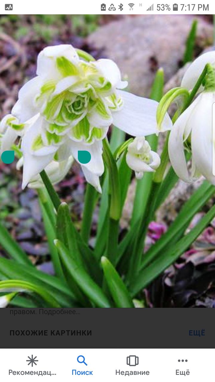 zambile, crocus, lalele, narcis, iris, branduse, fritillaria, muscari foto 4