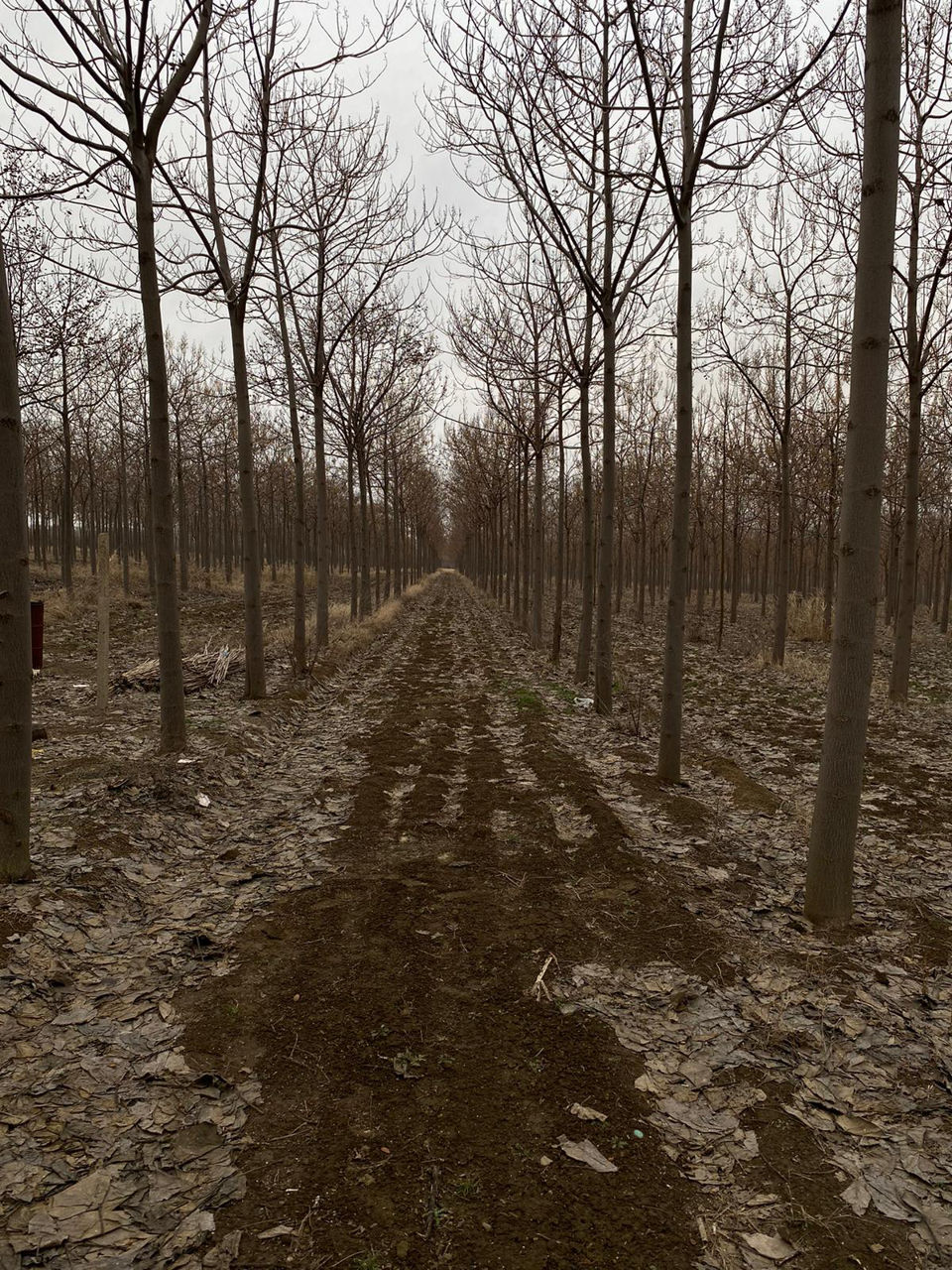 Paulownia фото 2