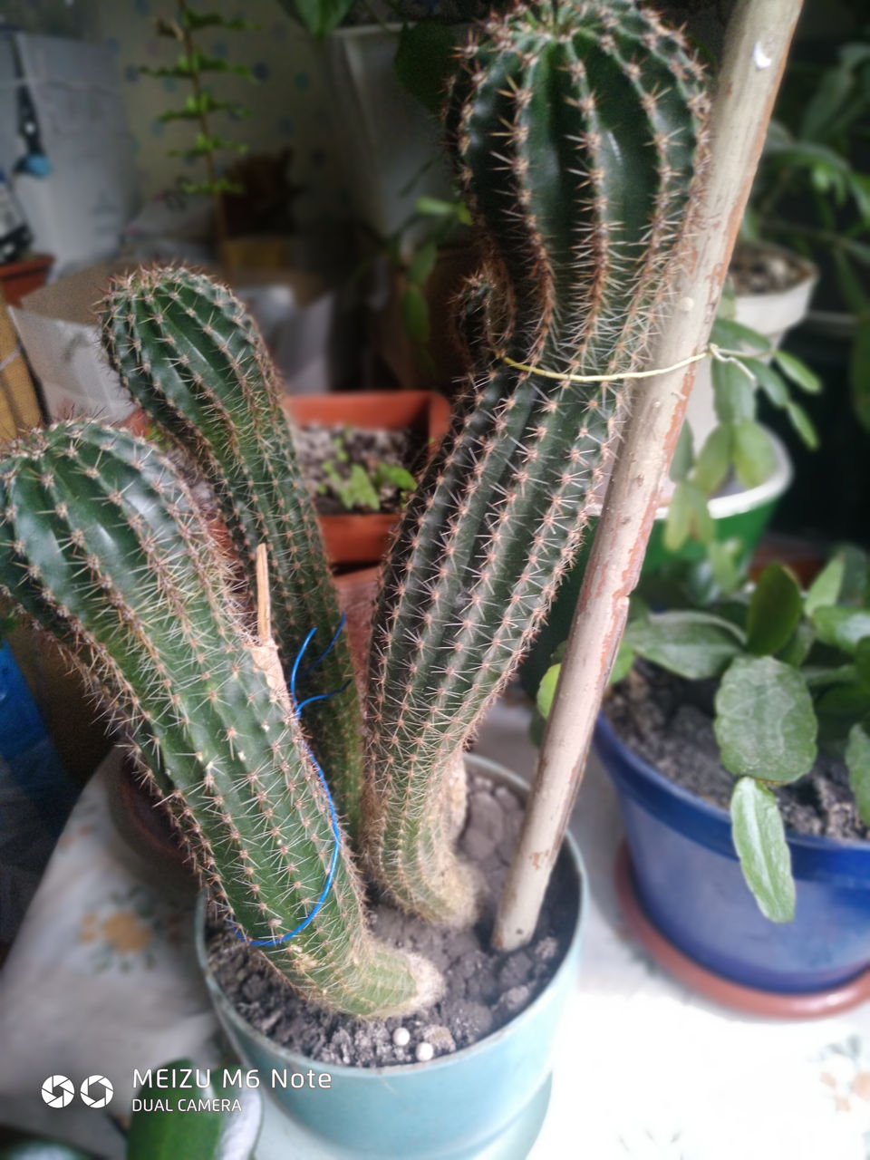 Продам комнатные цветы  фото 8