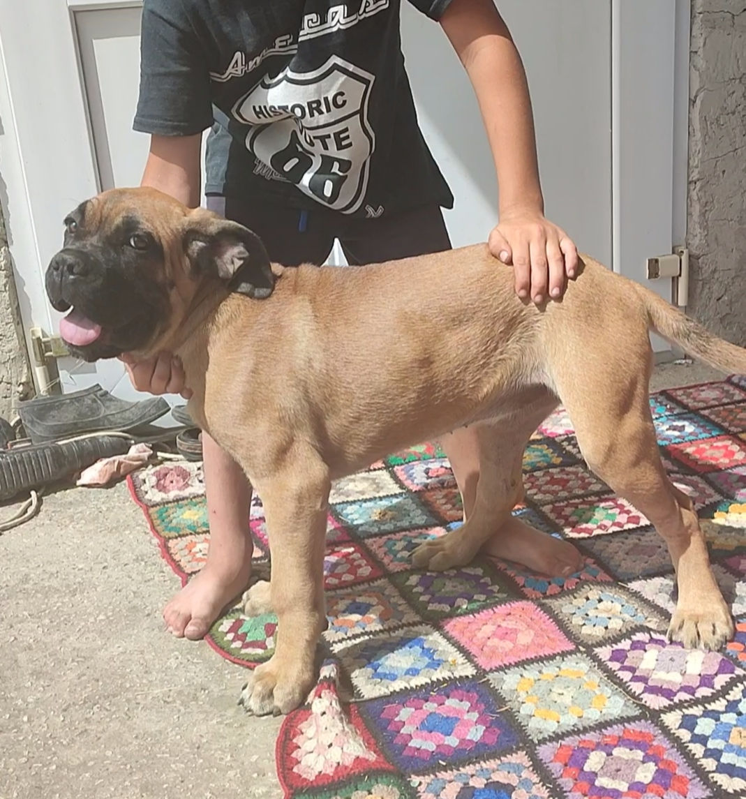 Cane corso  foto 3