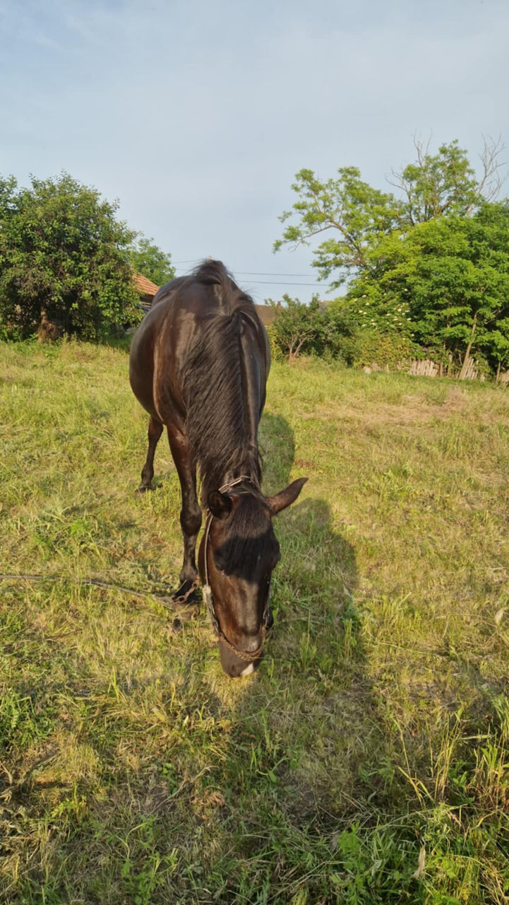 Iapă de vânzare – harnică și experimentată în lucrări agricole, preț - 10500lei foto 3