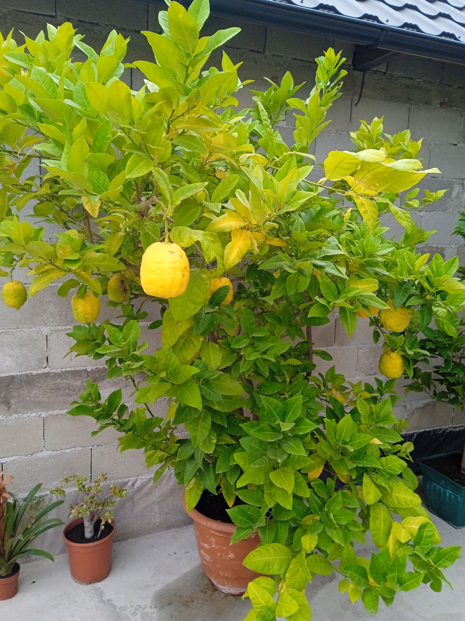 Limon Robi Limon